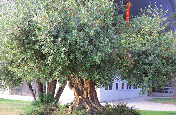 オリーブの古木 リーベン株式会社