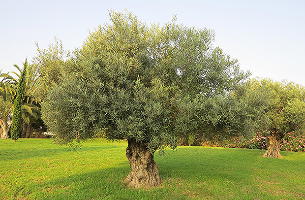 オリーブの古木 リーベン株式会社