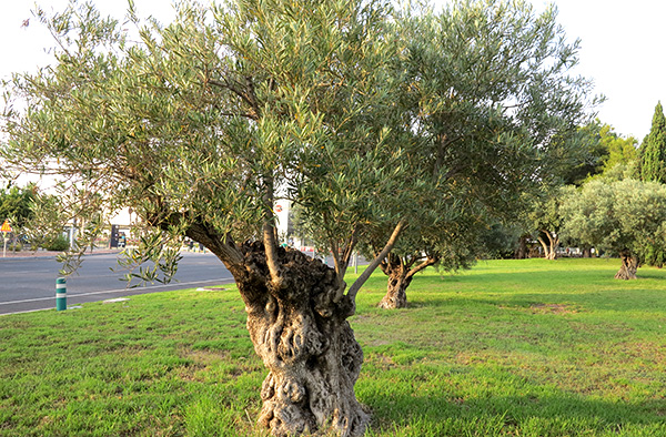 オリーブの古木 リーベン株式会社