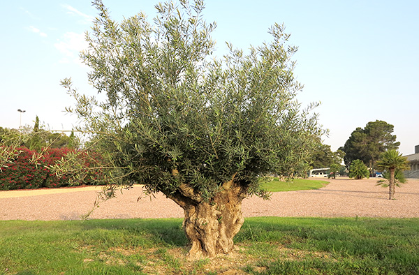 オリーブの古木 リーベン株式会社