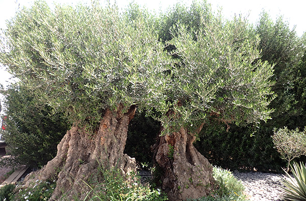 オリーブの古木 リーベン株式会社