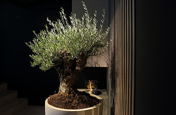 オリーブの古木 リーベン株式会社