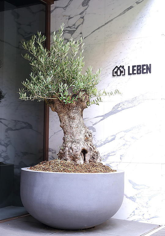 オリーブの古木 リーベン株式会社