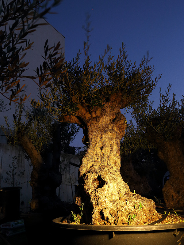 オリーブの古木 リーベン株式会社