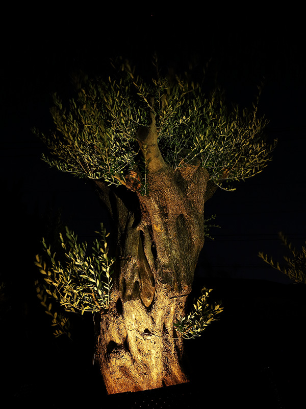 オリーブの古木 リーベン株式会社